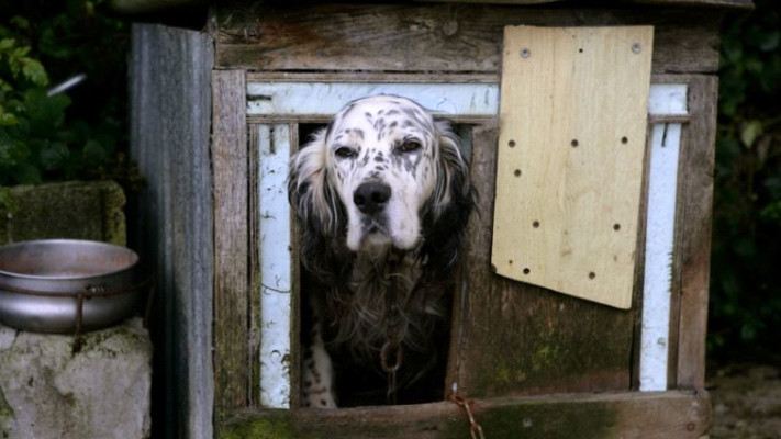 כלבים, כמונו, סובלים בקור וחום קיצוניים. צילום: אינגאימג