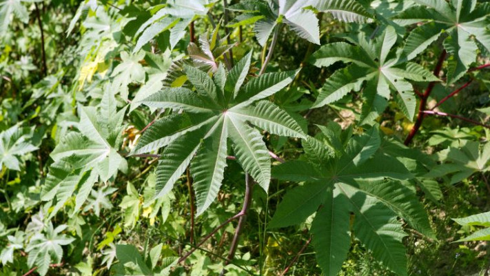 קיקיון. צילום: ingimage ASAP