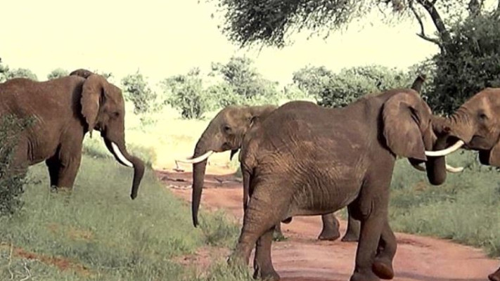 פילים נלחמים