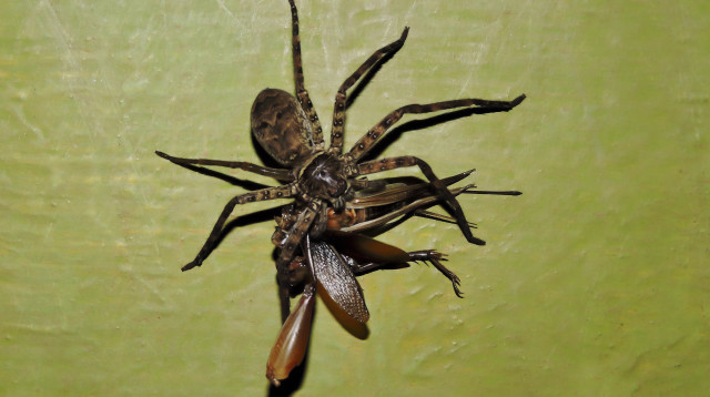 עכביש ארסי (צילום: אינגאימג)