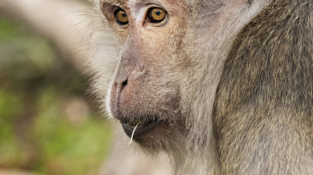 מקלט הקופים ביער בן שמן (צילום: דפנה בן נון)