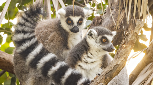 מקלט הקופים ביער בן שמן (צילום: דפנה בן נון)
