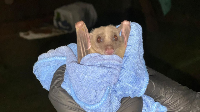 עטלף פירות נכה מועבר למדבריום (צילום: עמותת ע.ט.ל.ף)