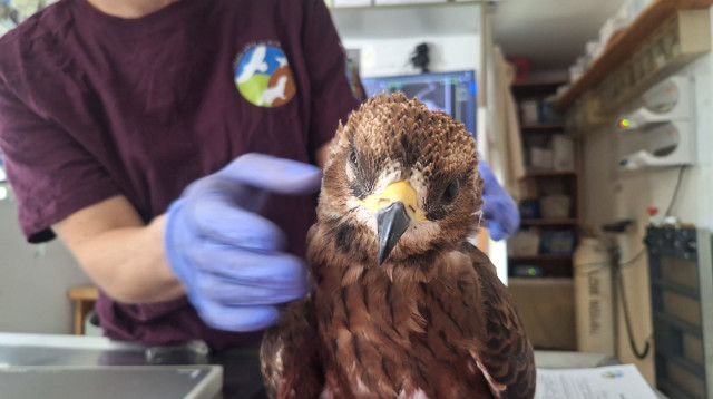 איית הצרעים שנמצאה פצועה (צילום: מרכז אקלום קק"ל)