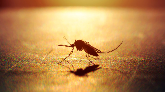 יתוש האנופלס המעביר את טפיל המלריה (צילום: שאטרסטוק)