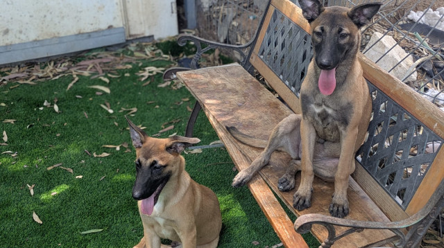 כלבים לאימוץ  (צילום: עמותת בשביל בעלי החיים )