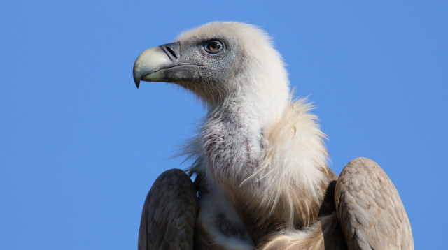 מלך העופות (צילום: יניב כהן, רשות הטבע והגנים)
