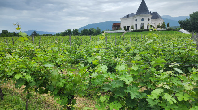 המסעדה הגיאורגית המודרנית בלופוטה שמתחתיה מצוי היקב Château Buera (צילום: עמרי גלפרין)