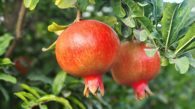 זני הרימונים החדשים (צילום: מכון וולקני)