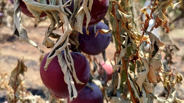 במגזר החקלאי אובדן מזון מהווה כ-24% מכלל אובדן המזון בישראל (צילום: משרד החקלאות)