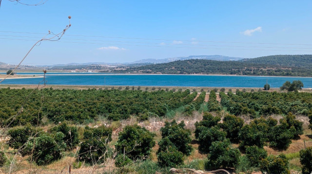 מטעים בישראל (צילום: משרד החקלאות)