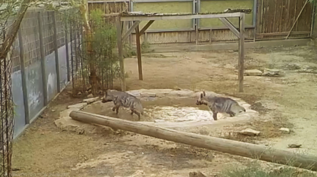 צבועות במדבריום (צילום: עדי מרקביץ)