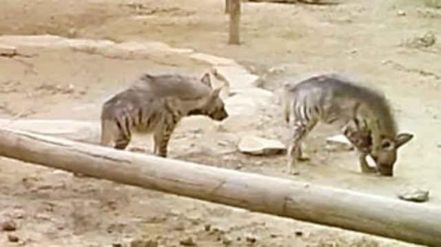 הצבועות בשיקום (צילום: מדבריום באר שבע)