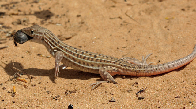 שנונית שפלה טורפת תיקן (צילום: גיא חיימוביץ)