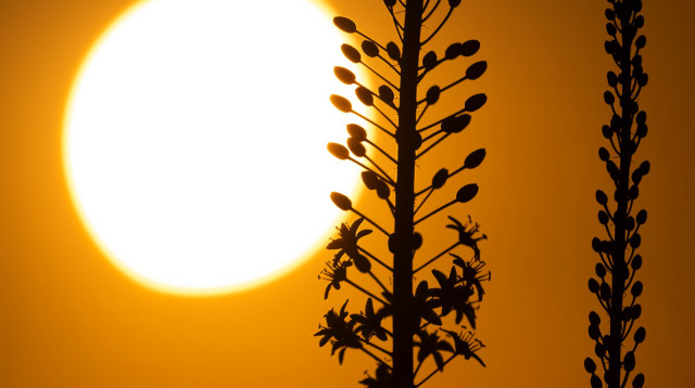 חצבים בגולן (צילום: יהודה ויינברג)