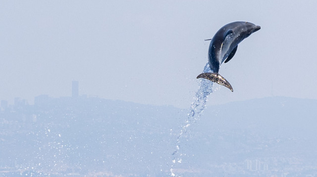 תיעוד קפיצת דולפין  (צילום: ד"ר אביעד שיינין, דלפיס)