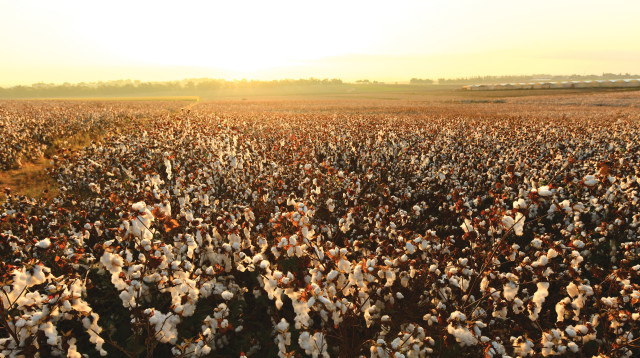 שדה כותנה (צילום: מנדי הכטמן, פלאש 90)