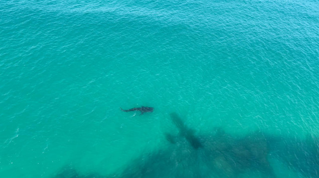 הדג הגדול בעולם בחופי נתניה (צילום: מוטי פרופטה)