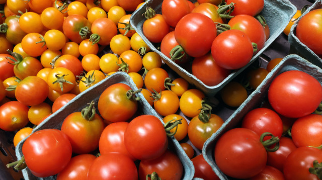 עגבניות (צילום: רויטרס)