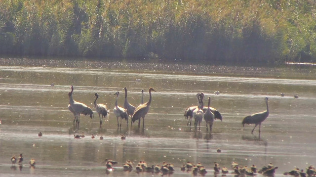 עגורים ראשונים הגיעו לאגמון החולה (צילום: קק"ל)