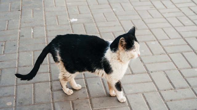 חתול  (צילום: אינג אימג')