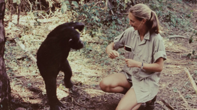 ג'יין גודול והשימפנזה (צילום: גטיאימג'ס)