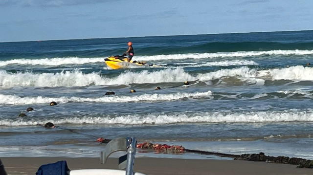 כריש בחוף הצוק (צילום: אביבה ליפשיץ שרון)