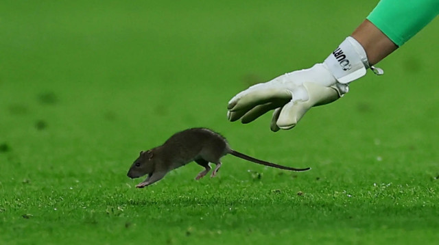 טיבו קורטואה, שוער נבחרת בלגיה (צילום: רויטרס)