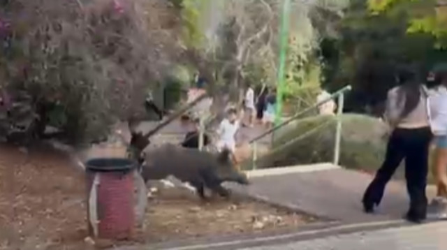 חזיר בר בבית ספר במשגב (צילום: שימוש לפי סעיף 27א')