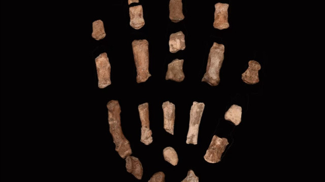 מאובן השלד. בוהן ארוכה ואצבעות ישרות (צילום: לואיס ליקיי)