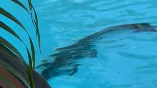 תנין התגלה בבריכה במלון יוקרה באוסטרליה (צילום: צילום מסך טיקטוק)