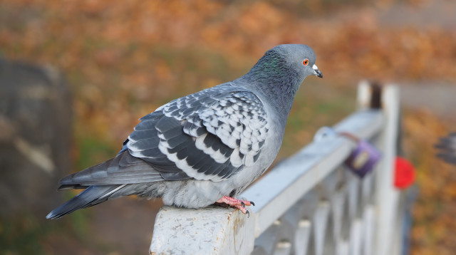 יונה (צילום: אינגאימג)