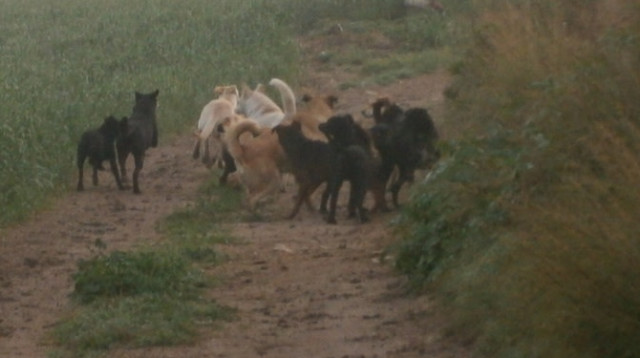 כלבים משוטטים (צילום: יובל הדני)
