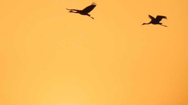 עגורים בשמי אגמון החולה-קק"ל (צילום: עינבר שלומית רובין, אגמון החולה-קק"ל)