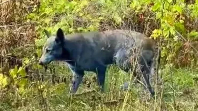 הכלבים בצ׳רנוביל - קיבלו צבע חדש לאור המחייה באזור (צילום: Jam Press/@dogsofchernobyl)