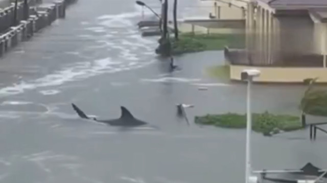 הוריקן "מליסה" בג'מייקה - כריש שוחה ברחוב (צילום: צילום מסך, רשת X)