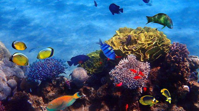 אילת אלמוגים (צילום: Shutterstock)