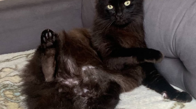 החתול באקי (צילום: צילום מסך, אינסטגרם)