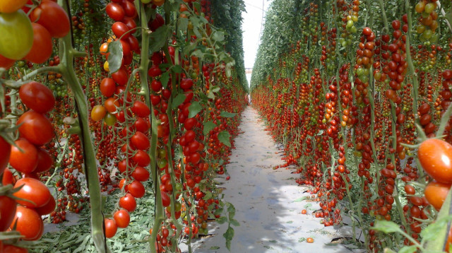 עגבניות וויטני (צילום: עופר חג'יוב)