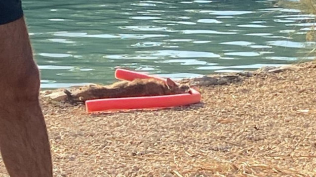 התן שנמשה מהמים (צילום: שימוש לפי סעיף 27א')