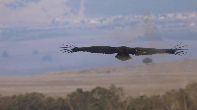 עוזניות שחורות נצפו בשמורת הטבע גמלא (צילום: נועם נוסבוים)