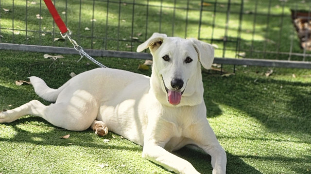 עמותת בשביל בעלי החיים ביום אימוץ מיוחד לכלבים מהסגרי הדרום (צילום: יחצ)