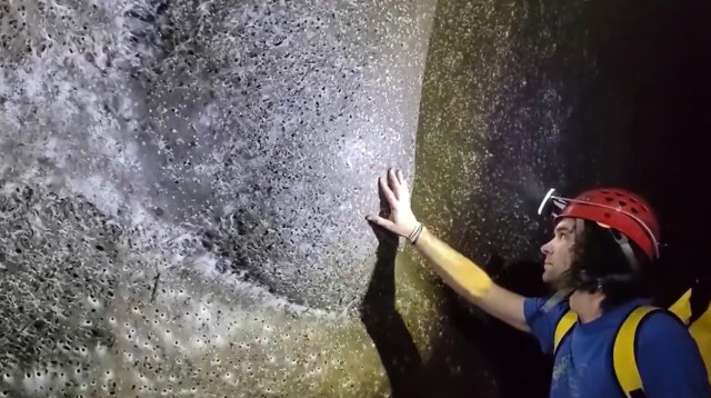 קורי העכביש הגדולים בעולם (צילום: צילום מסך מתוך X (לשעבר טוויטר))