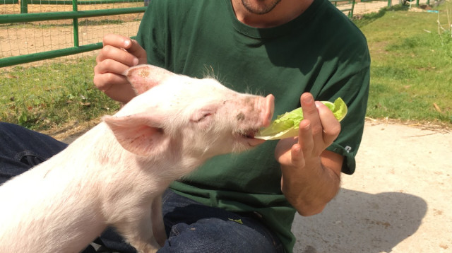 עמרי פז, מייסד ומנכ"ל עמותת ויגן פרינדלי  (צילום: פרטי)