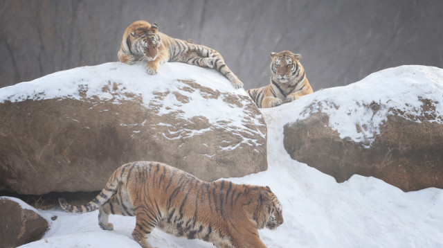 הטיגריס הסיבירי (צילום: STR/AFP via Getty Images)