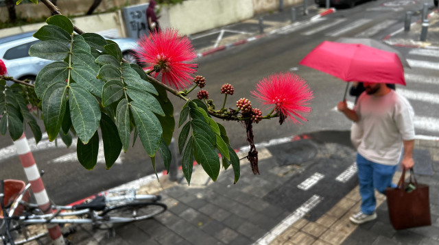 מטריה, גשם, חורף (צילום: אבשלום ששוני)