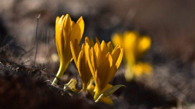 חלמוניות בגוש עציון (צילום: ישיב גלר)