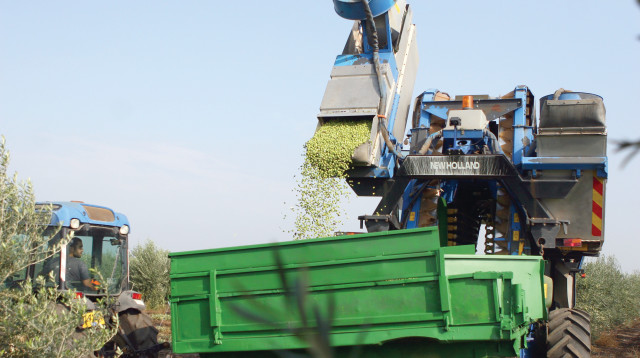 תיירות שמן זית (צילום: באדיבות משק הילמן)