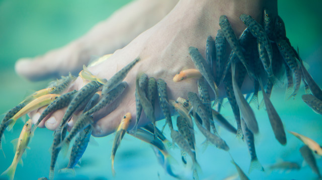 פדיקור דגים (צילום: שאטרסטוק)