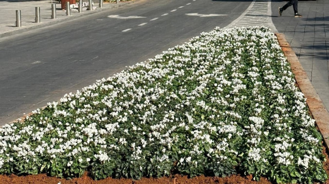 מאות אלפי פרחים חדשים ברמת גן (צילום: דוברות העירייה)
